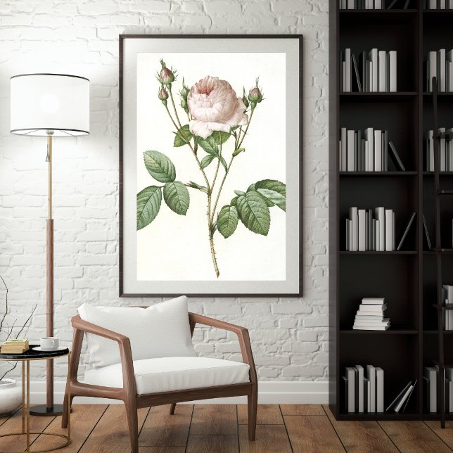 Charming White Rose Botanical Art Print (Creator Uploaded)