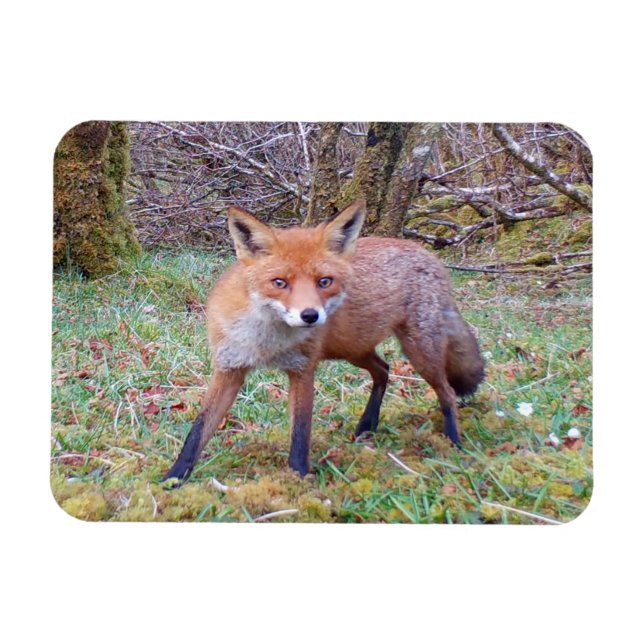 Charming Woodland Red Fox Scene Wildlife Art Magnet (Horizontal)