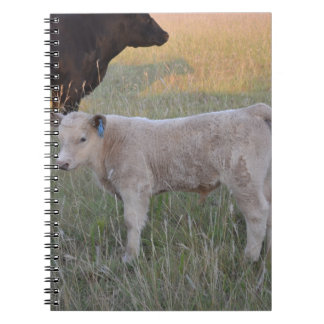 Charolais calf notebook