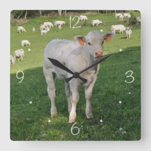 Charolais calf square wall clock