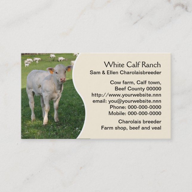 Charolais calf with cream panel business card (Front)