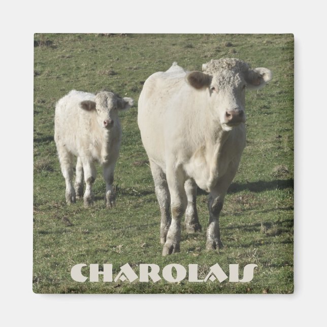 Charolais cow and calf magnet (Front)