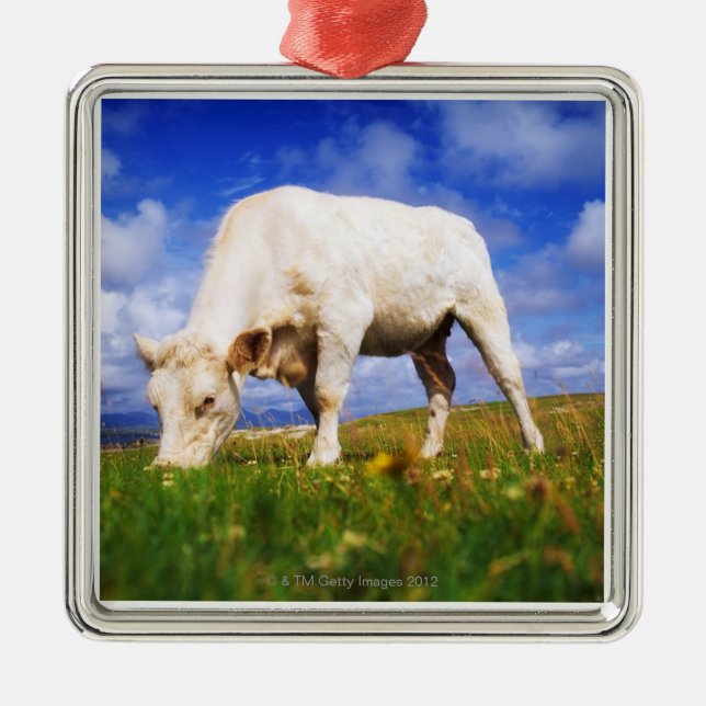 Charolais Cow Grazing, Mannin Bay, Ireland Metal Ornament (Front)