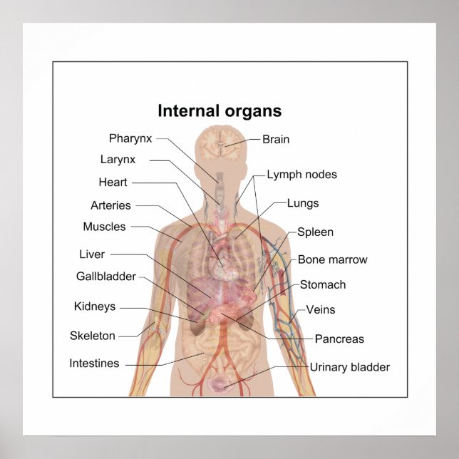 Chart of human internal organs (Front)