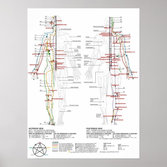 Chart of Human Meridians (Front)