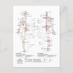 Chart of Human Meridians Postcard