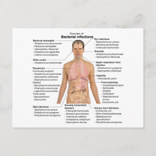 Chart of the bacterial infections in Humans Postcard