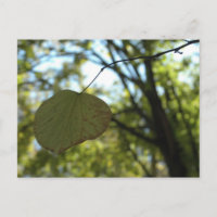 Chartreuse calm