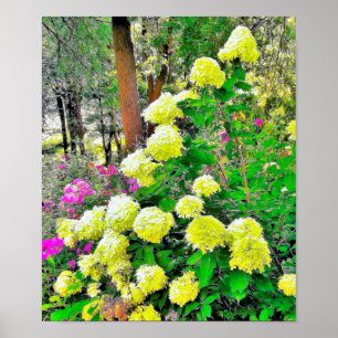 Chartreuse Green Limelight Hydrangea Garden Poster