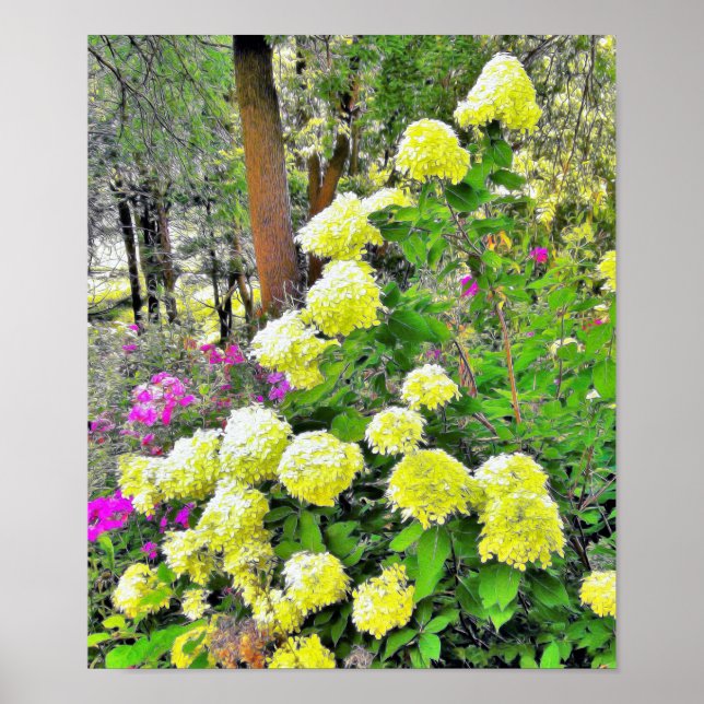 Chartreuse Green Limelight Hydrangea Garden Poster (Front)