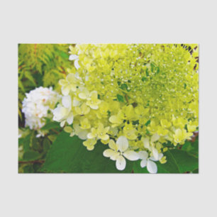 Chartreuse Green, Limelight Hydrangea, Tissue Paper