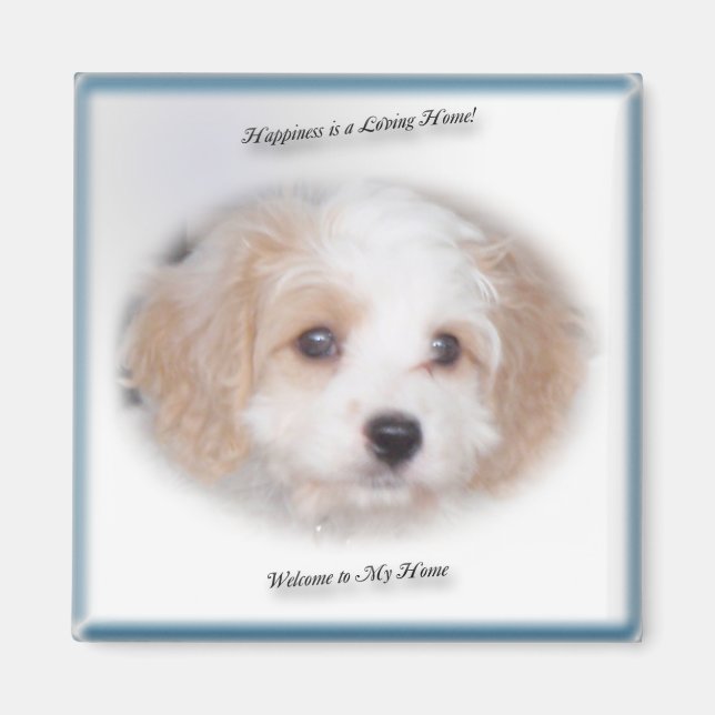 Chase Cavachon Magnet (Front)