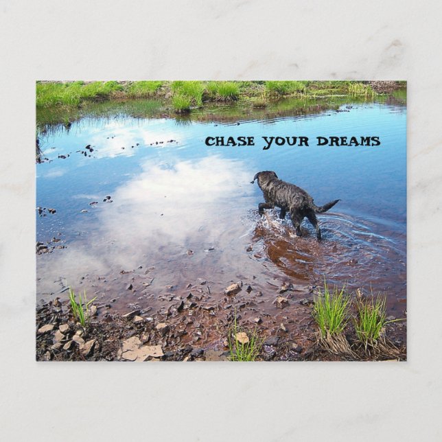 Chase Your Dreams Postcard (Front)