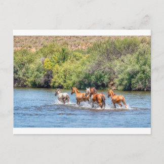 Chasing Freedom Postcard