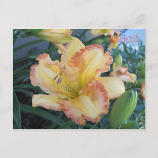 Chasing the Sun II , Chasing the Sun II Postcard