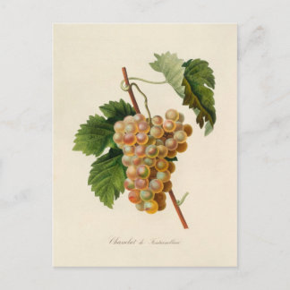 Chasselat de Fontainebleau Postcard
