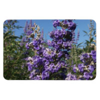 Chaste Tree Purple Flowers