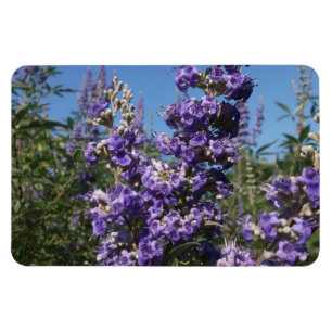 Chaste Tree Purple Flowers Magnet