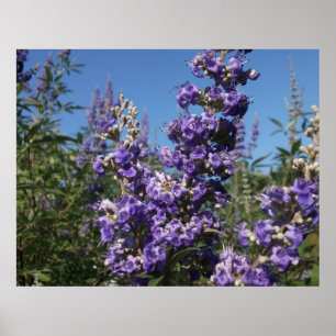 Chaste Tree Purple Flowers Poster