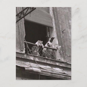 Chat et chien - Robert Doisneau Postcard