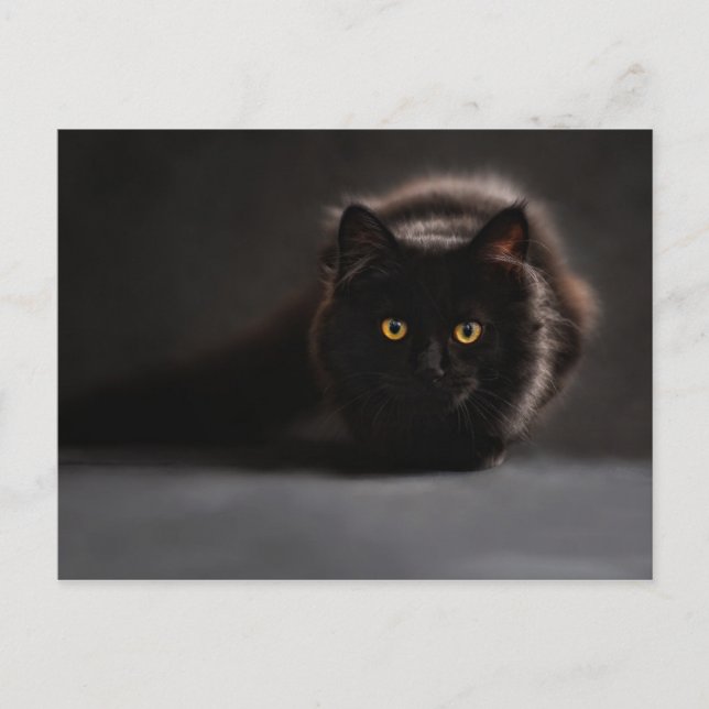 Chat noir postcard (Front)