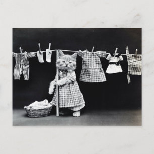 Chaton et linge vintage postcard