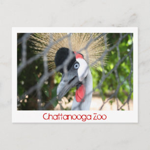 Chattanooga Zoo Postcard