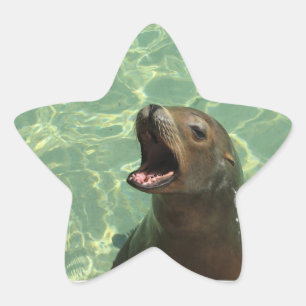 Chatty Sea Lion Sticker