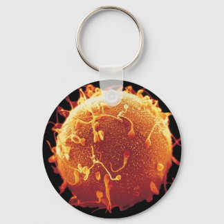 Chaveiro embriologia key ring