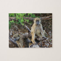 Cheeky African baboons, Chobe, Botswana
