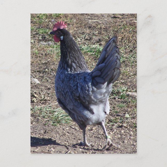 Cheeky Blue Andalusian Hen Postcard (Front)