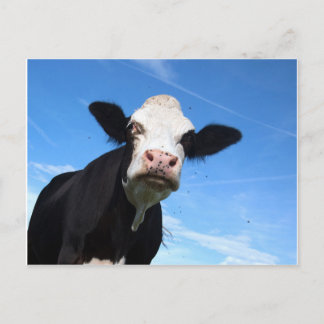 cheeky cow postcard