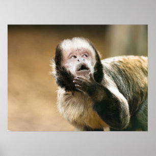 Cheeky cute little Tufted capuchin monkey Poster