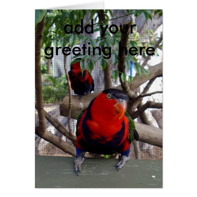 Cheeky Face Rainbow Lorikeet, (Front)