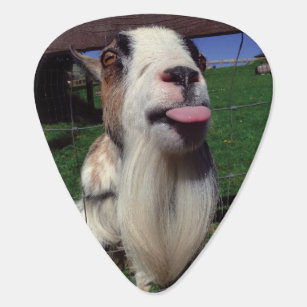 Cheeky Goat Guitar Pick