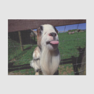 Cheeky Goat Tissue Paper