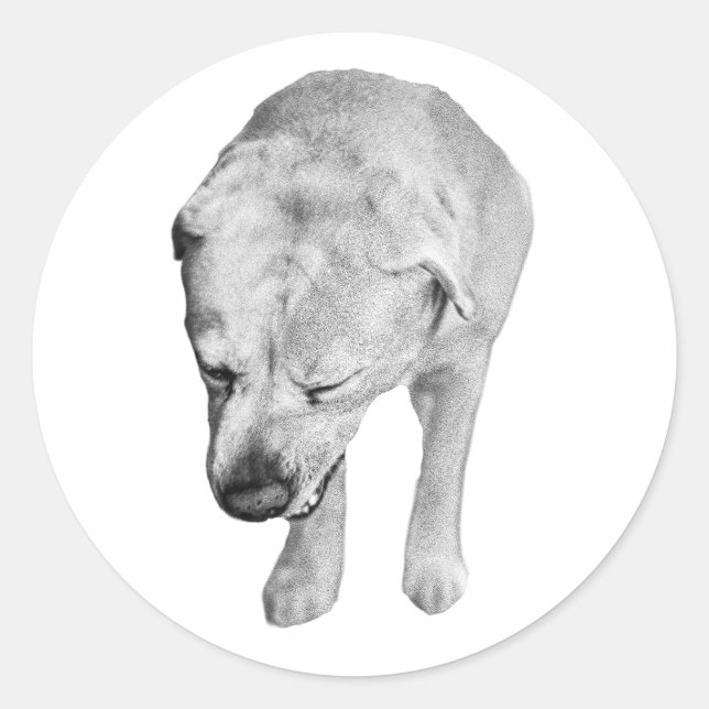 Cheeky Head-Down Lab, Feathered Tones Classic Round Sticker (Front)