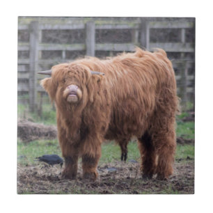 Cheeky Highland baby cow Jigsaw Puzzle Photo Print Ceramic Tile