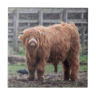 Cheeky Highland baby cow Jigsaw Puzzle Photo Print Ceramic Tile