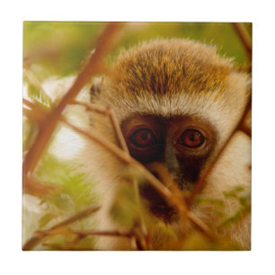 Cheeky Monkey. Ceramic Tile