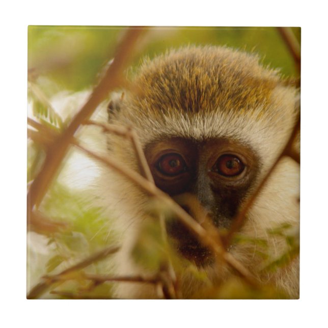 Cheeky Monkey. Ceramic Tile (Front)