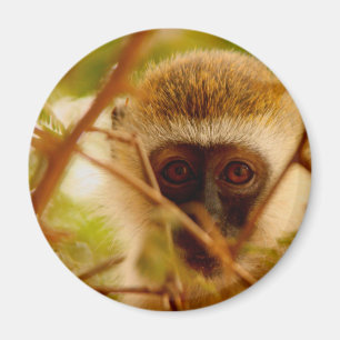 Cheeky Monkey. Magnet