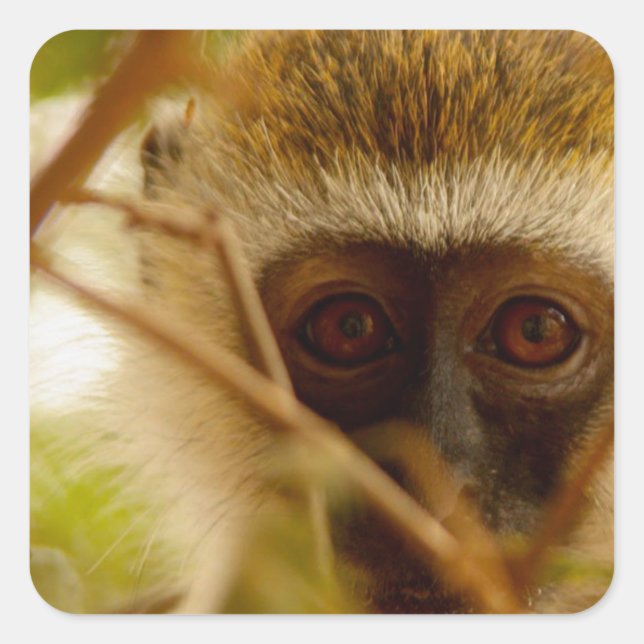 Cheeky Monkey. Square Sticker (Front)