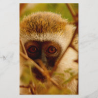 Cheeky Monkey.