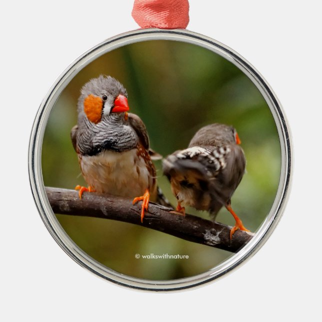 Cheeky Pair of Zebra Finch Songbirds Metal Ornament (Front)