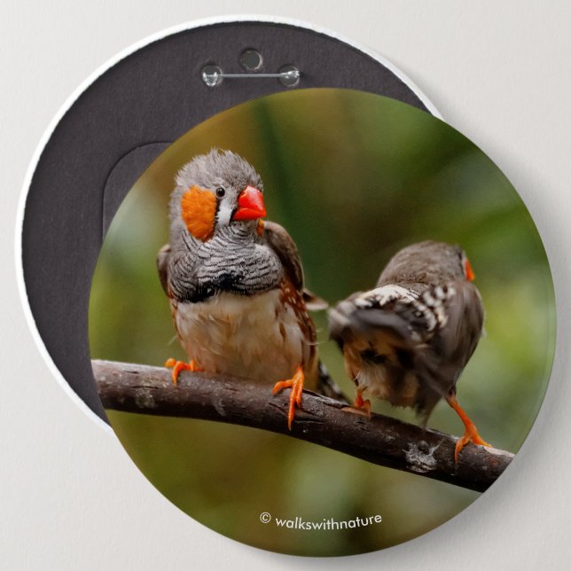 Cheeky Pair of Zebra Finches Songbirds 6 Cm Round Badge (Front & Back)