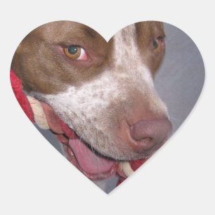 Cheeky Pitbull Heart Sticker