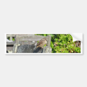 Cheeky Sparrow Bumper Sticker