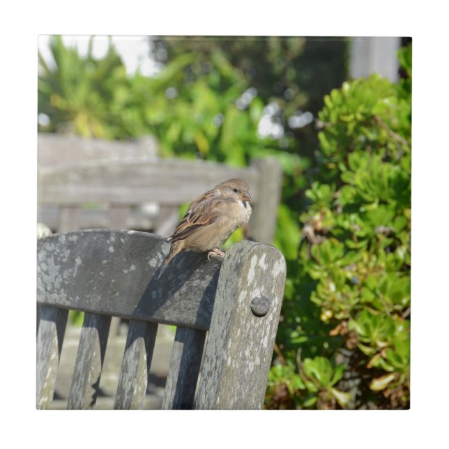 Cheeky Sparrow Ceramic Tile (Front)