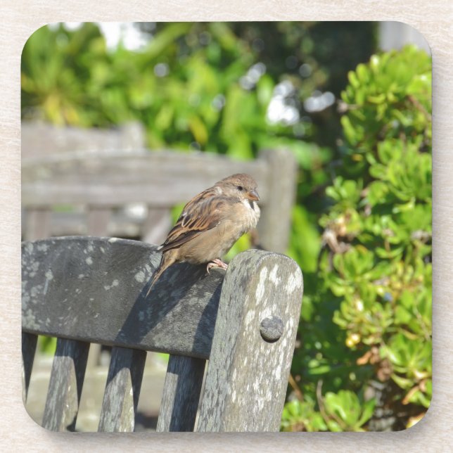 Cheeky Sparrow Coaster (Front)